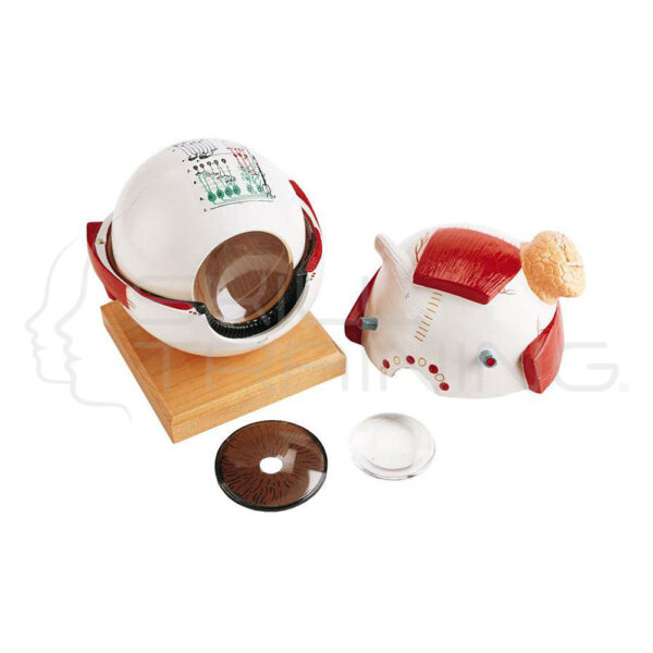 Eyeball with Functional Lens, 6-Times Full-Size, 5-Part - Imagen 1