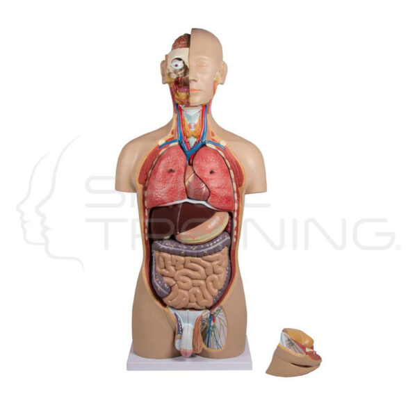 Torso with Open Back, 27 Parts, Dual Sex - Imagen 1