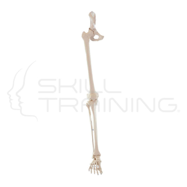 Skeleton ofLeg with Half Pelvis and Flexible Foot - Imagen 1