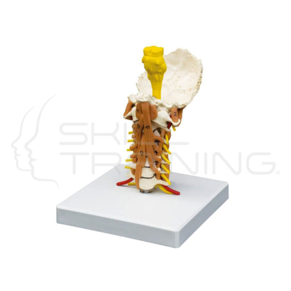 Cervical Spine with Neck Musculature - Imagen 1