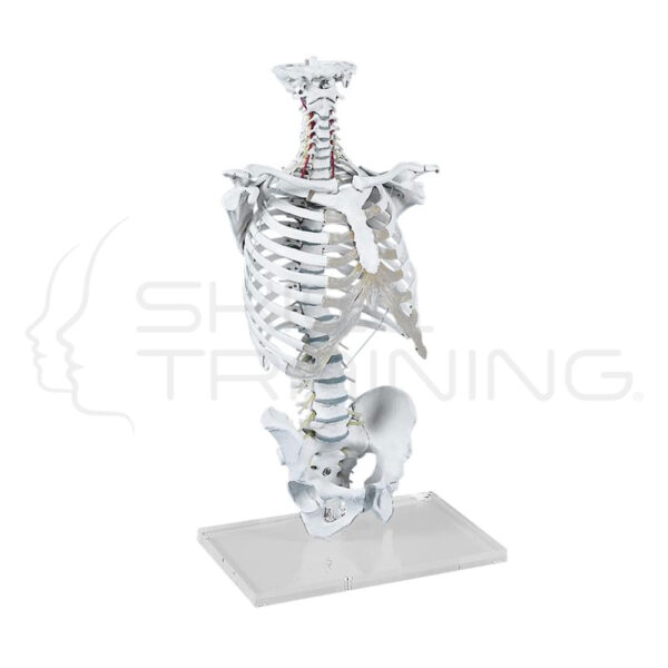 Vertebral Column with Thoracic Cage - Imagen 1