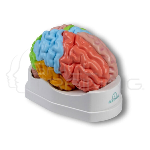 Cerebral, Functional and Regional Model (Natural Size, 5 Parts) - Imagen 1