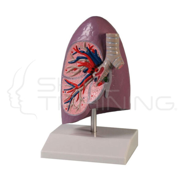 Lung Half, Life Size - Imagen 1