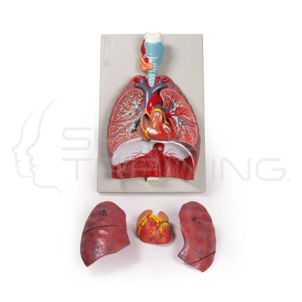 Lungs, Heart and Pharynx (7 Parts) - Imagen 1