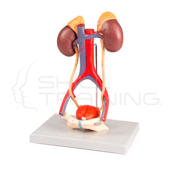 Urinary System (5 parts) - Imagen 1