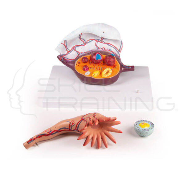 Ovary Structure - Imagen 1