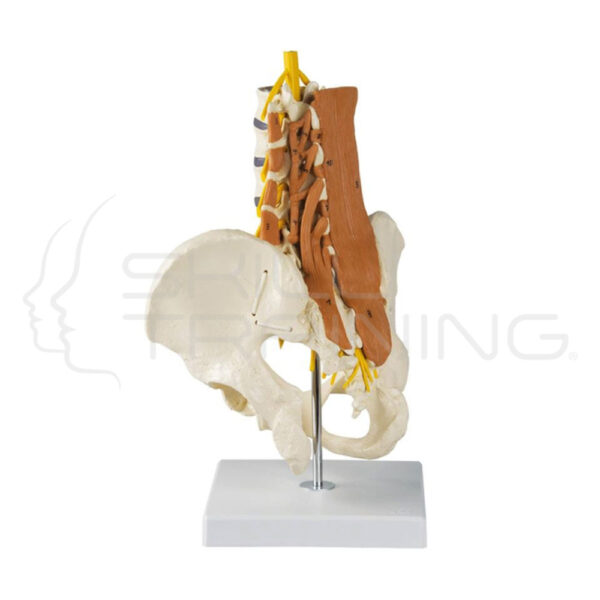 Pelvis, Lumbar, Spine and Lumbar Muscles - Imagen 1