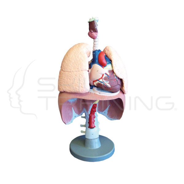 Respiratory Organs - Imagen 1