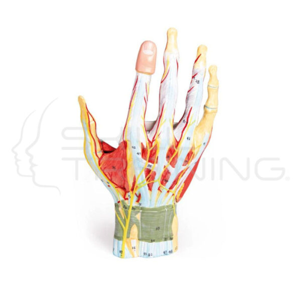 Regional Anatomyof the Hand, 7 parts - Imagen 1