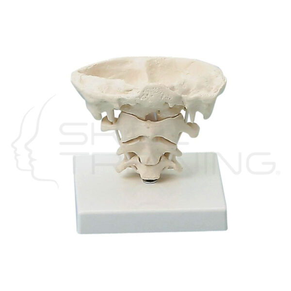 Head Joints, Natural Size with Tripod - Imagen 1