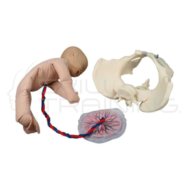 Pelvis Femenina con Muñeca Fetal, Cordón Umbilical y Placenta - Imagen 1