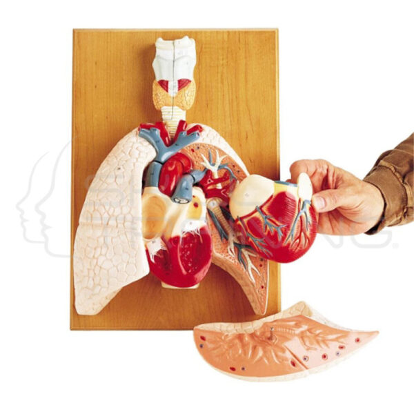 Modelo del Sistema Cardiopulmonar - Imagen 1