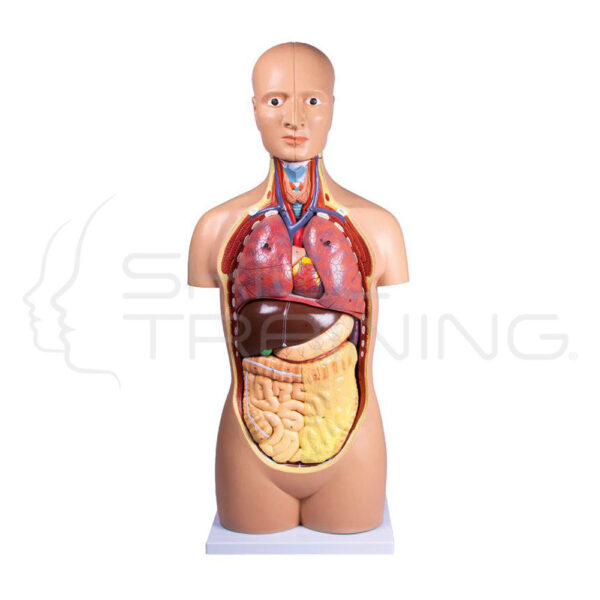 Torso Asexuado Tamaño Natural, 12 partes - Imagen 1