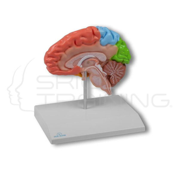Mitad del Cerebro Regional, Tamaño Natural - Imagen 1