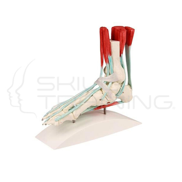 Esqueleto del Pie con Musculos y Ligamentos - Imagen 1