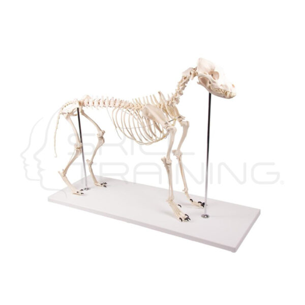 Esqueleto de Perro Olaf - Tamaño Natural - Imagen 1