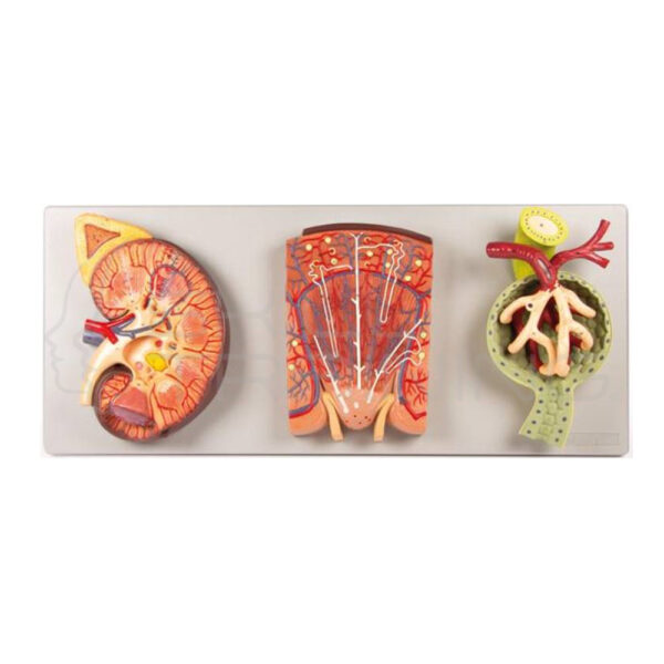 Sección de Riñón con Nefrona Renal y Corpúsculo Renal - Imagen 1