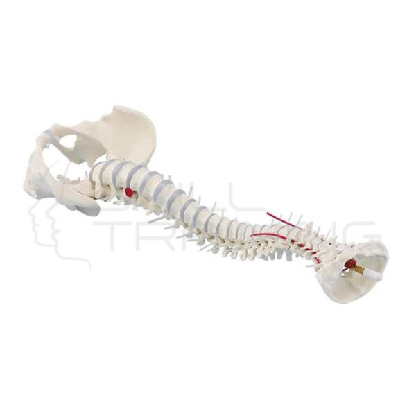 Columna Estándar con Prolapso y Pelvis - Imagen 1