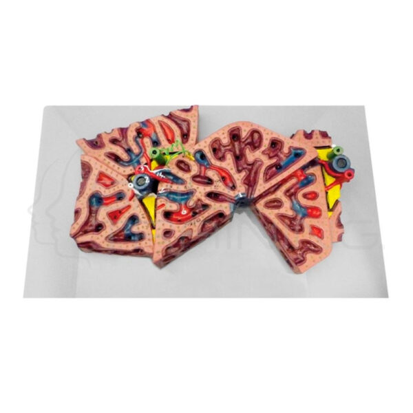 Modelo de Lobulillo Hepatico - Imagen 1
