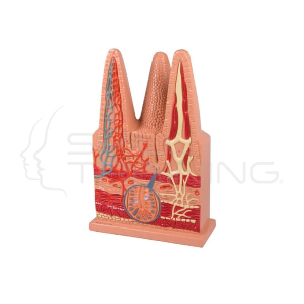 Vellosidades Intestinales, 100x Tamano Natural - Imagen 1