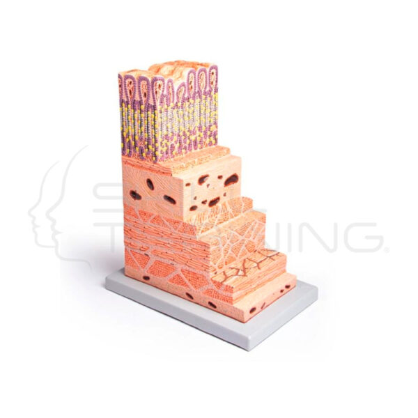 Modelo de Pared Estomacal - Imagen 1