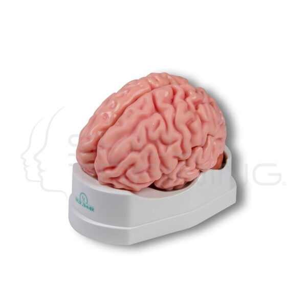 Modelo Anatómico del Cerebro, Tamaño Natural, 5 Partes - Ez Augmented Anatomy - Imagen 1