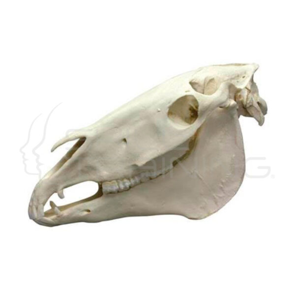 Modelo de Cráneo Equino - Imagen 1