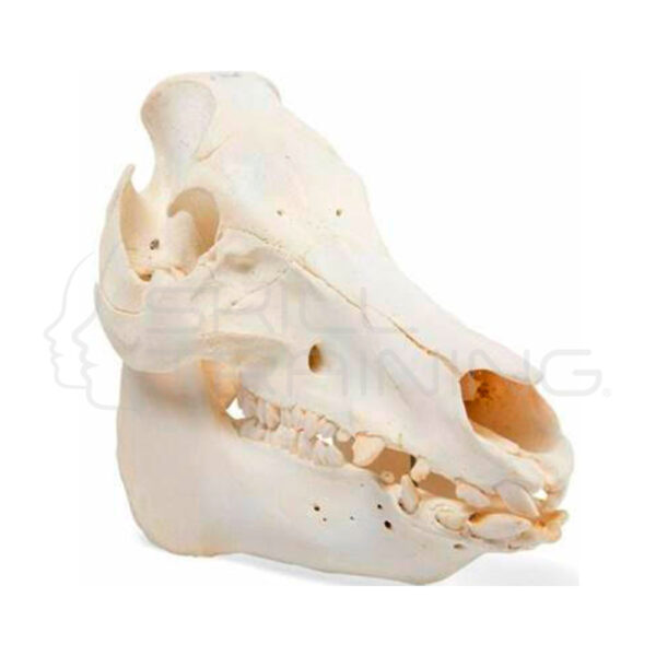 Modelo Cráneo de Cerdo - Imagen 1