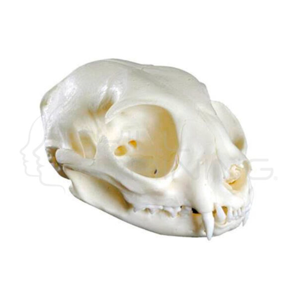 Modelo Cráneo de Gato - Imagen 1