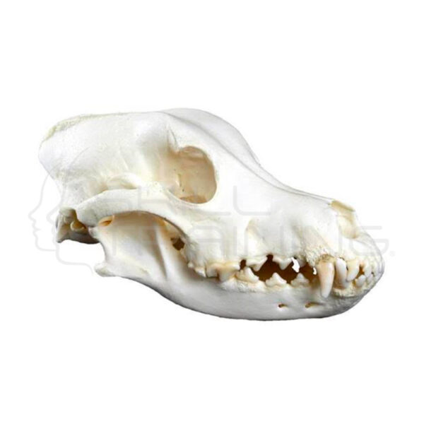Modelo Cráneo de Perro - Imagen 1