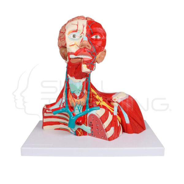 Musculos de Cabeza, Cuello y Torax, 2 Partes - Imagen 1