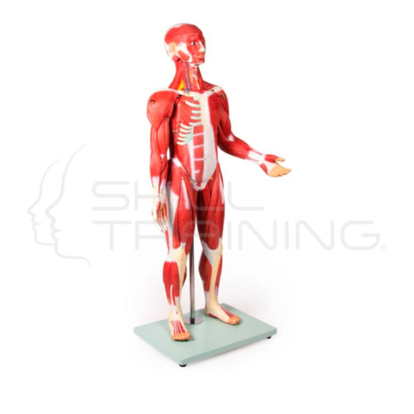 Modelo Anatomico Medio Cuerpo, Figura Muscular, 30 Piezas, 85 cm - Imagen 1