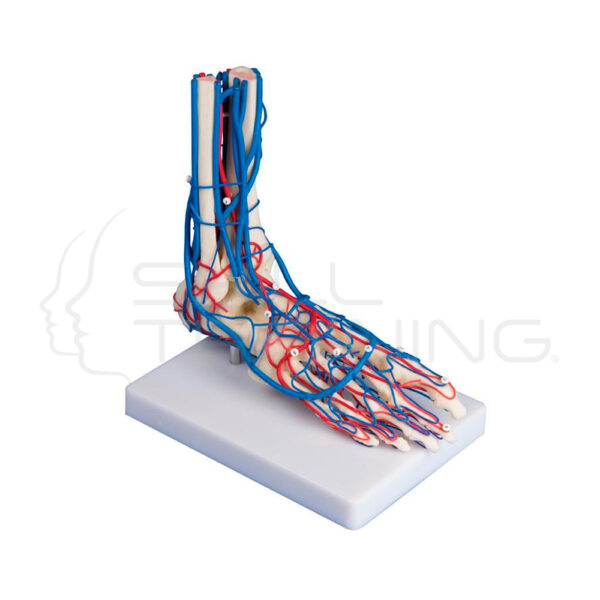 Pie Vascular - Imagen 1