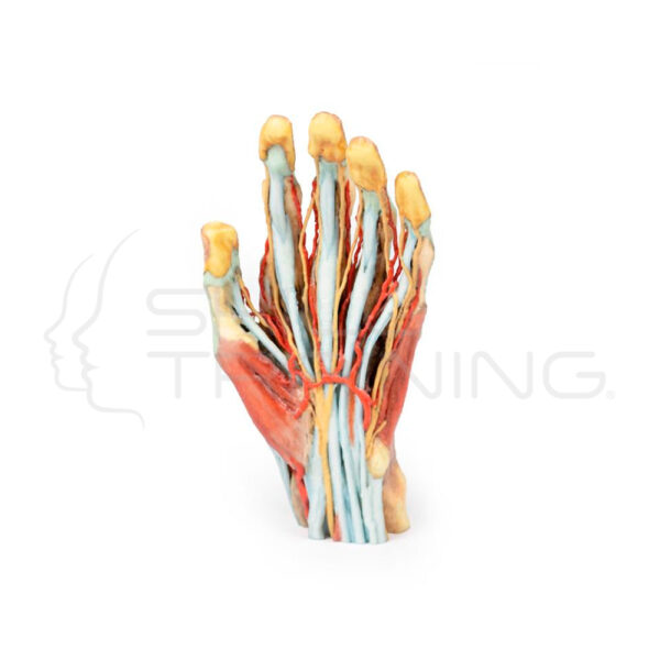 Mano 3d - Imagen 1
