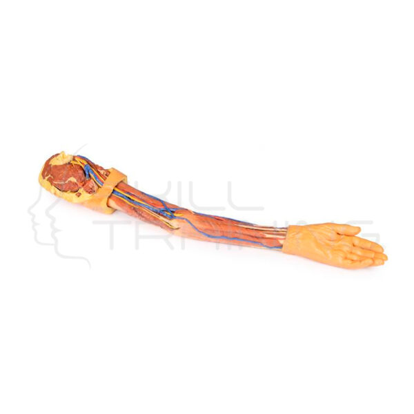 Miembro Superior 3d - Imagen 1