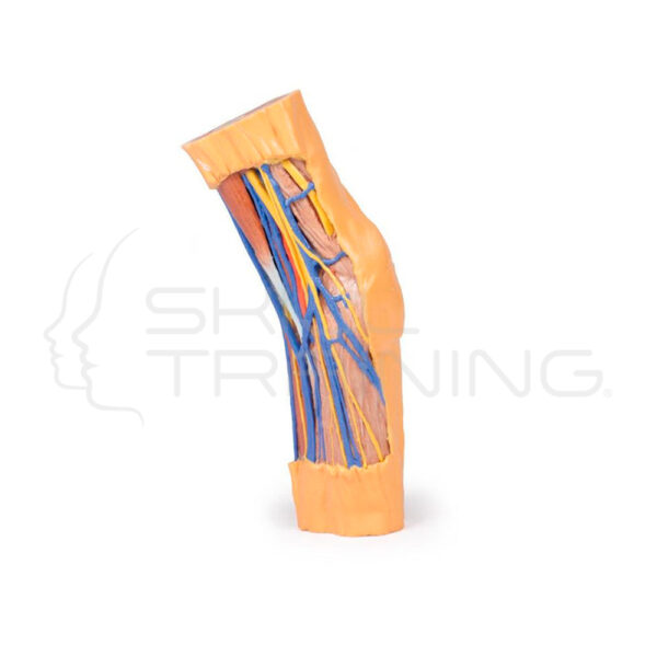 Fosa Cubital 3d - Imagen 1