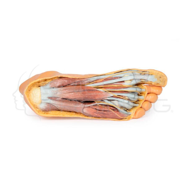 Pie - Superficie Plantar y Disección Superficial del Dorso 3d - Imagen 1