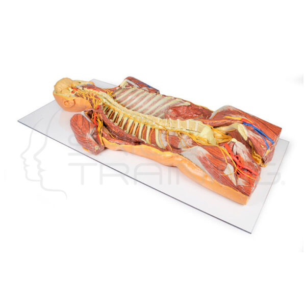 Disección Profunda Ventral 3d / Pared Corporal Posterior - Imagen 1