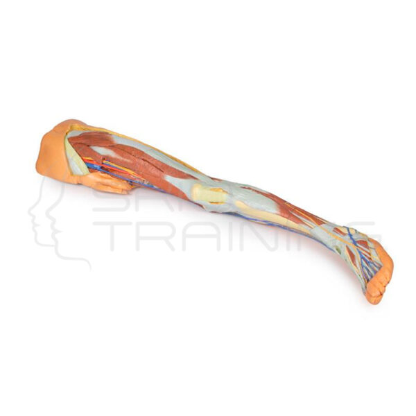 Pie Impreso en 3d: Seccion Transversal Parasagital - Imagen 1