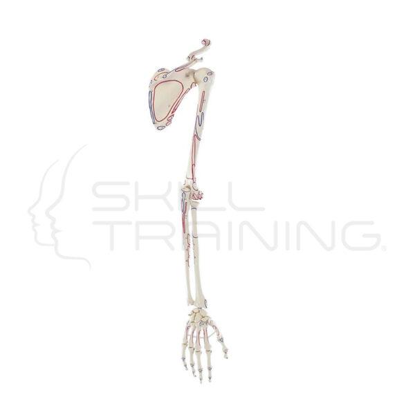 Esqueleto del Brazo con Cintura Escapular y Marcas Musculares - Imagen 1
