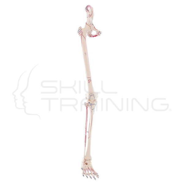 Esqueleto de la Pierna con Media Pelvis y Marcas Musculares - Imagen 1