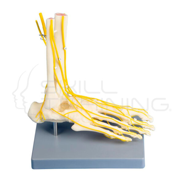 Modelo Pie Neuro - Imagen 1