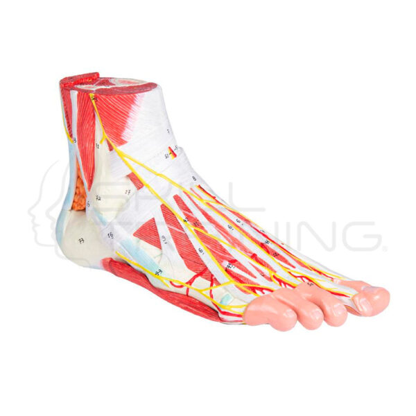Anatomia del 9 Partes - Imagen 1