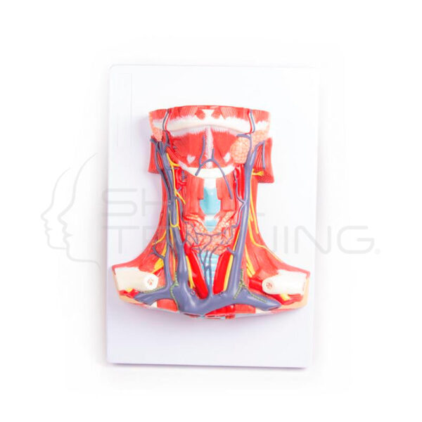 Anatomia del Cuello - Imagen 1