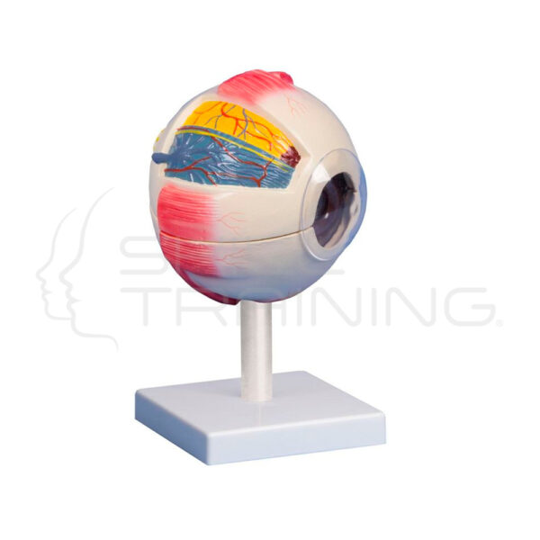 Eye Model 6 Times Life Size 6 Parts - Imagen 1