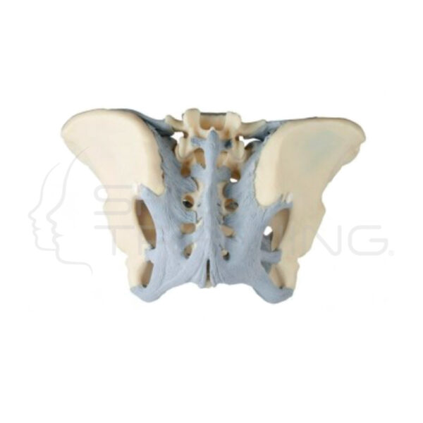 Modelo Anatomico de Pelvis Femenina con Ligamentos - Imagen 1