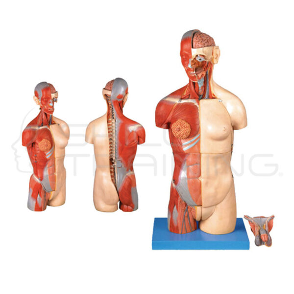 Dual sex Torso with Open Back:32-part - Imagen 1