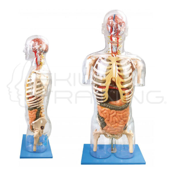 Transparent Torso with Internal Organs - Imagen 1