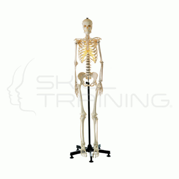 Artificial Human Skeleton (male 173CM) - Imagen 1
