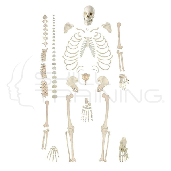 Scattered Bone Model of Human Skeleton - Imagen 1